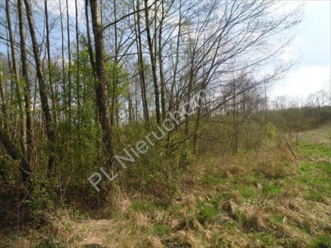Działka rolna na sprzedaż Grzegorzewice 7 200m2 Foto 4