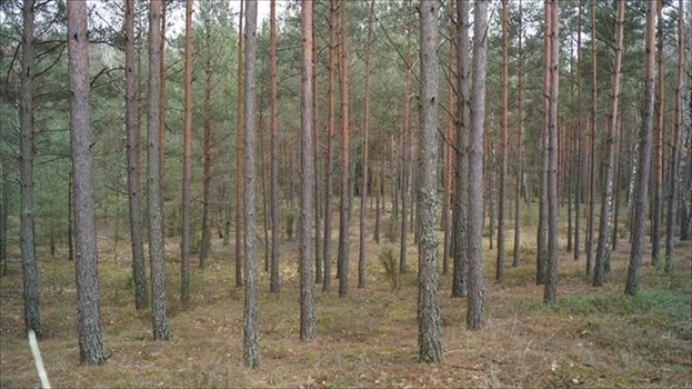 Dom na sprzedaż Dobry Las 110m2 Foto 4
