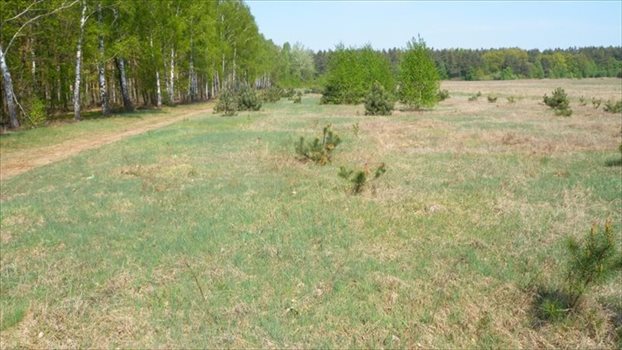 Działka budowlana na sprzedaż Sulejów, Sulejów, Ustronna 1 000m2 Foto 4