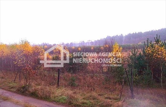 Działka leśna na sprzedaż Skwierawy 64 900m2 Foto 7