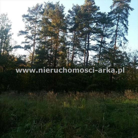 Działka leśna na sprzedaż Limanowa 3 400m2 Foto 2