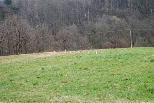 Działka inna na sprzedaż Mogilany 6 700m2 Foto 3