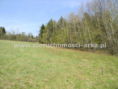 Działka rolna na sprzedaż Stara Wieś 12 900m2 Foto 5