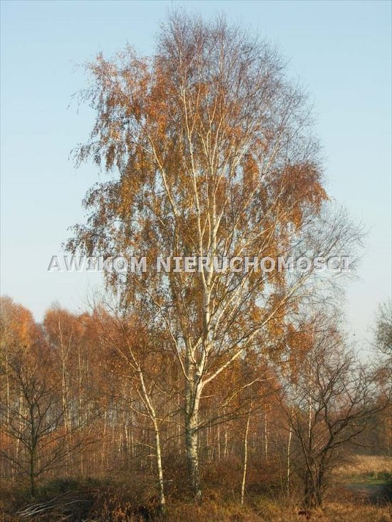 Działka inna na sprzedaż Skierniewice, Borowiny 9 000m2 Foto 2