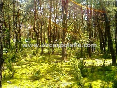 Działka budowlana na sprzedaż Łosie 1 912m2 Foto 3