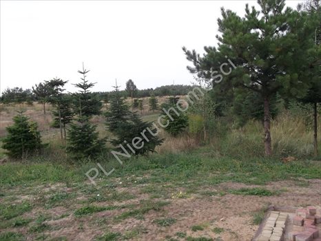 Działka rolna na sprzedaż Grzegorzewice 2 443m2 Foto 3