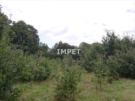 Działka budowlana na sprzedaż Zgorzelec, Ujazd 2 331m2 Foto 6