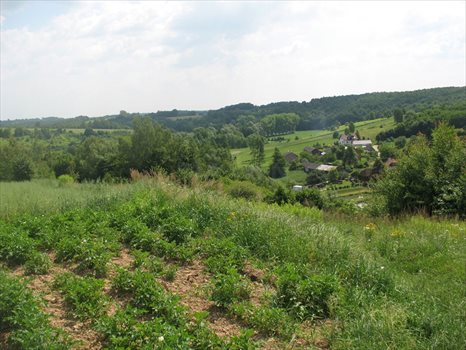 Działka siedliskowa na sprzedaż Witoszyn 2 000m2 Foto 3