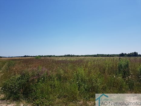Działka budowlana na sprzedaż Rosanów 3 000m2 Foto 3