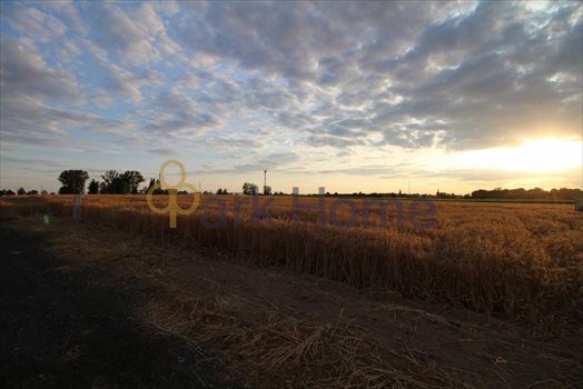 Działka przemysłowo-handlowa na sprzedaż Kąkolewo 1 296m2 Foto 2
