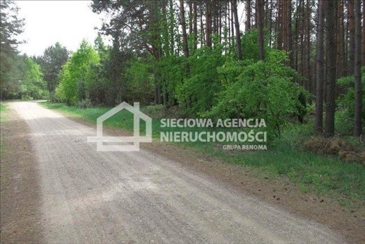 Działka leśna na sprzedaż Czarniż 44 100m2 Foto 5