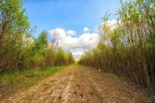 Działka budowlana na sprzedaż Opoczno, Działka pod zabudowę jednorodzinną blisko lasu 703m2 Foto 7