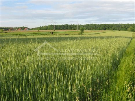 Działka budowlana na sprzedaż Prawiedniki-Kolonia, Prawiedniki Kolonia 1 300m2 Foto 2