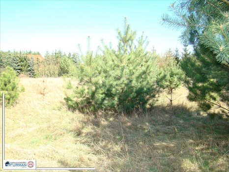 Działka budowlana na sprzedaż Laskowo 1 823m2 Foto 4