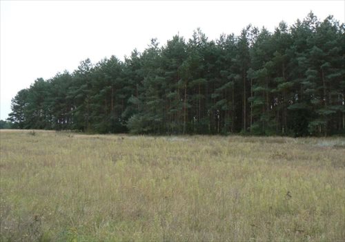 Działka budowlana na sprzedaż Zławieś Wielka 550m2 Foto 11