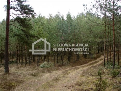 Działka leśna na sprzedaż Małe Chełmy 165 900m2 Foto 11