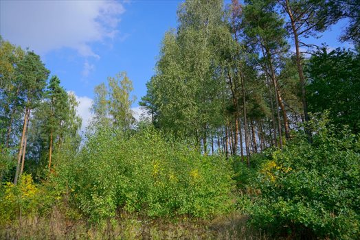 Działka budowlana na sprzedaż Musuły 1 600m2 Foto 5