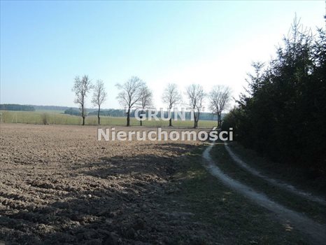 Działka siedliskowa na sprzedaż Róża Wielka 8 000m2 Foto 3
