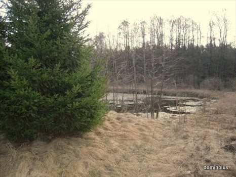 Działka inna na sprzedaż Brzozówka 3 500m2 Foto 6