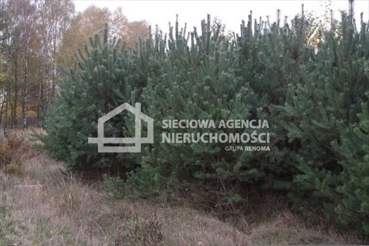 Działka leśna na sprzedaż Drozdowo 93 200m2 Foto 6