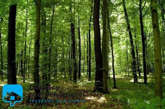 Działka budowlana na sprzedaż Głowno 1 169m2 Foto 3