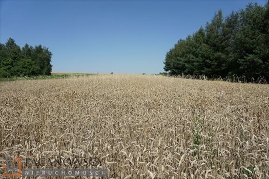 Działka inna na sprzedaż Cianowice Duże 8 300m2 Foto 4
