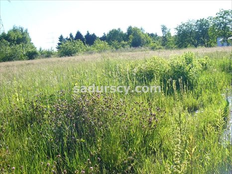 Działka inwestycyjna na sprzedaż Józefosław 2 538m2 Foto 2