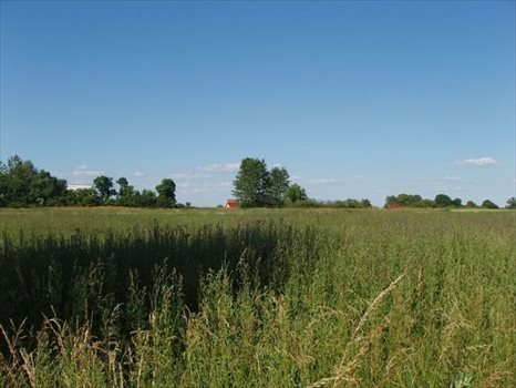 Działka budowlana na sprzedaż Pyrzyce 1 256m2 Foto 6
