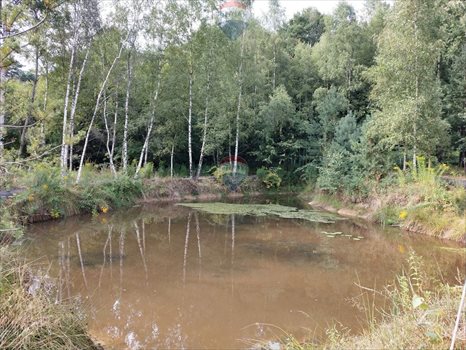 Działka siedliskowa na sprzedaż Strzegowa 14 599m2 Foto 9