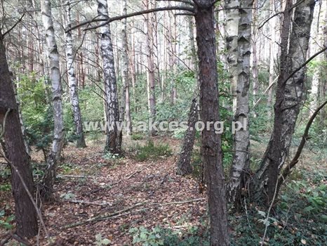 Działka budowlana na sprzedaż Prace Duże 3 000m2 Foto 9