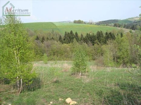 Działka budowlana na sprzedaż Nowy Sącz 2 600m2 Foto 3