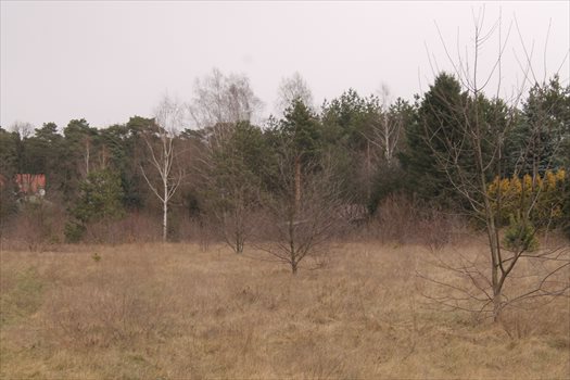 Działka rolna na sprzedaż Konstantynów Łódzki, Żabiczki 11 000m2 Foto 12