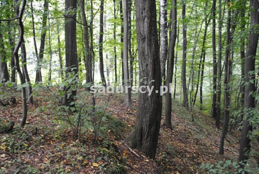 Działka inna na sprzedaż Wola Nieszkowska 9 300m2 Foto 7