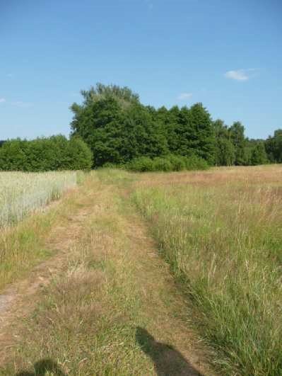 Działka rolna na sprzedaż Drzonów 24 900m2 Foto 6