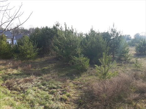 Działka budowlana na sprzedaż Skoki, Tadeusza Kościuszki 1 193m2 Foto 4