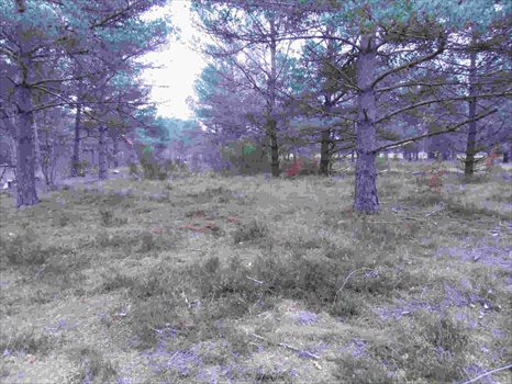 Działka budowlana na sprzedaż Kamień, Piaskowa 1 016m2 Foto 3