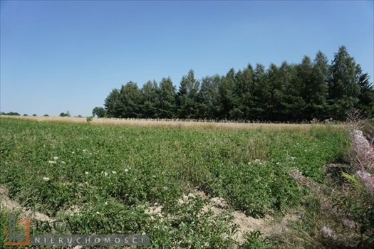 Działka inna na sprzedaż Cianowice Duże 8 300m2 Foto 2