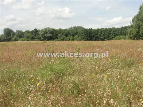 Działka rolna na sprzedaż Pawłówka 71 900m2 Foto 6