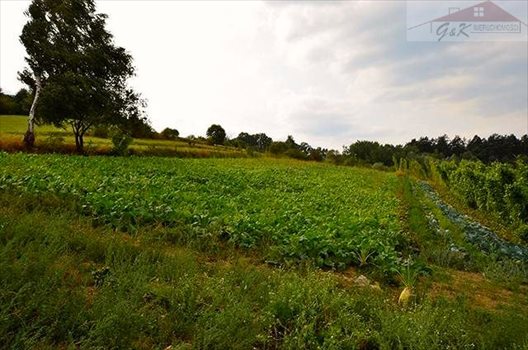 Działka rekreacyjna na sprzedaż Prałkowce 3 500m2 Foto 3