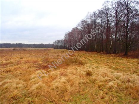 Działka rolna na sprzedaż Budy Przytockie 2 700m2 Foto 3