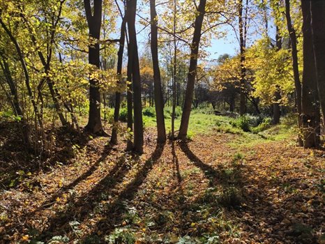 Działka budowlana na sprzedaż Przenosza 2 800m2 Foto 1