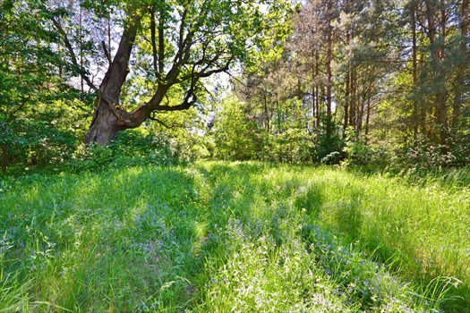 Działka rekreacyjna na sprzedaż Kijów 4 400m2 Foto 7