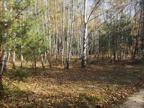 Działka rekreacyjna na sprzedaż Ponik 3 150m2 Foto 2