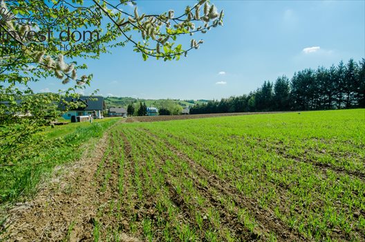 Działka budowlana na sprzedaż Moszczenica, Gorlicka 1 291m2 Foto 3