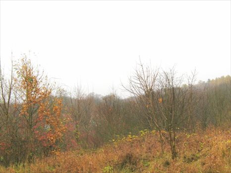 Działka inna na sprzedaż Kamionek Wielki, Tolkmicko 1 578m2 Foto 6