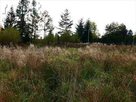 Działka budowlana na sprzedaż Poręba 1 430m2 Foto 5