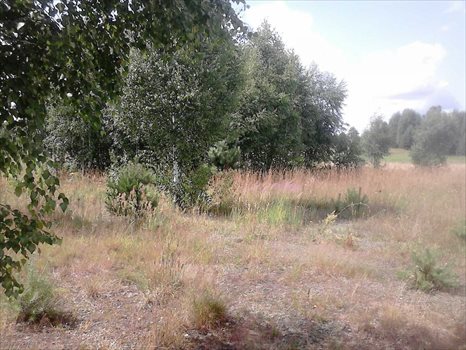 Działka budowlana na sprzedaż Pogorzelec 1 535m2 Foto 8