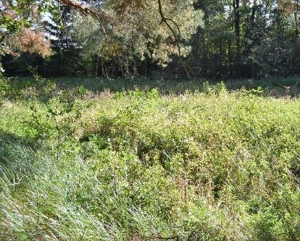 Działka rekreacyjna na sprzedaż Murowana Goślina, Wojnówko 3 782m2 Foto 6