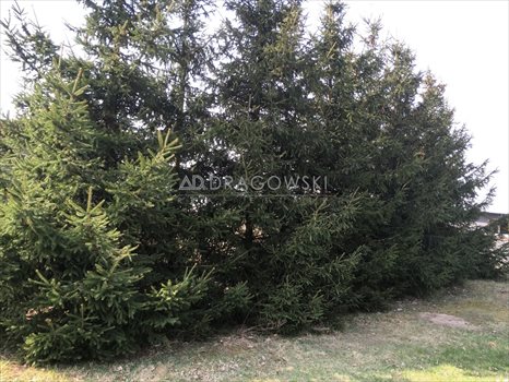 Dom na sprzedaż Stasi Las 115m2 Foto 11