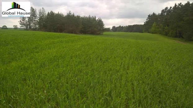 Działka rolna na sprzedaż Nowe Krzywe 3 080m2 Foto 7